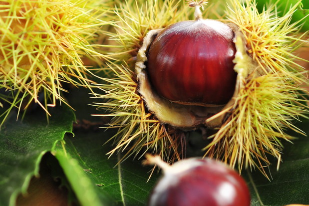 Smaczne owoce kasztana jadalnego można jeść na surowo po usunięciu twardej skórki