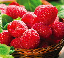 Soczyste i aromatyczne owoce malin neutralizują działanie wolnych rodników i zapobiegają przedwczesnemu starzeniu się skóry