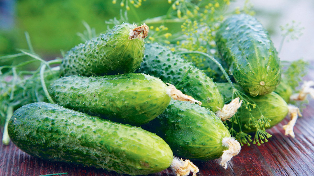 Świeże ogórki są doskonałe same w sobie. Szczególnie polecane są w czasie upałów