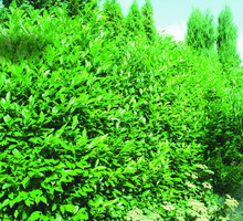 Szczelna zielona ściana z laurowiśni wschodniej