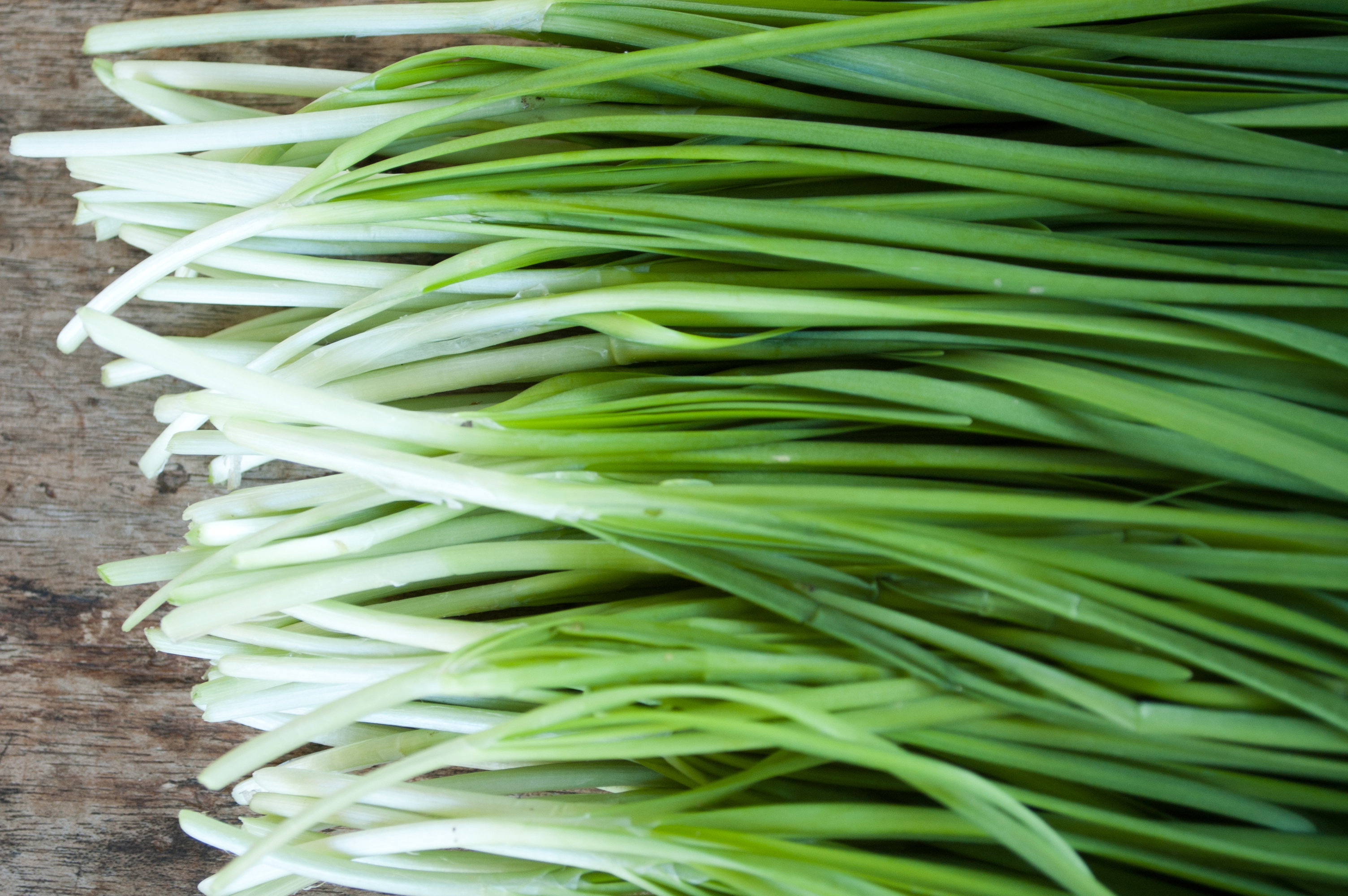 Szczypiorek można zacząć pędzić już po około trzech tygodniach spoczynku