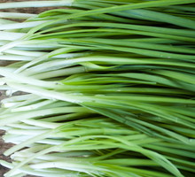 Szczypiorek można zacząć pędzić już po około trzech tygodniach spoczynku