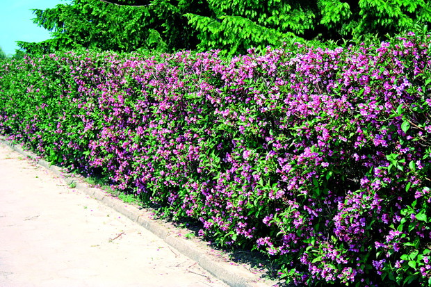 Szpalery całe w kwiatach