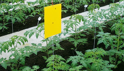 Tablice lepowe należy codziennie kontrolować i często zmieniać