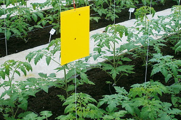 Tablice lepowe należy codziennie kontrolować i często zmieniać