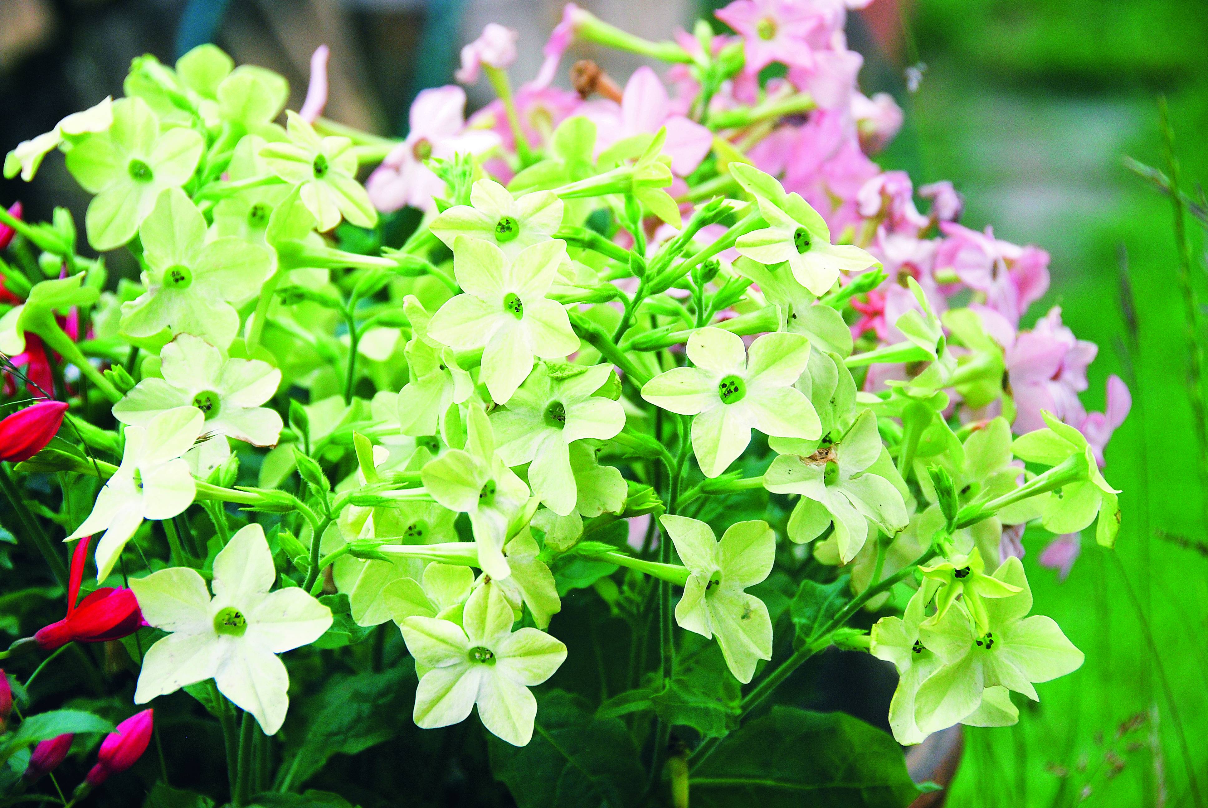 Tytoń sandera to najczęściej uprawiany gatunek tego rodzaju. Najchętniej wykorzystuje się go do ozdoby balkonów i tarasów