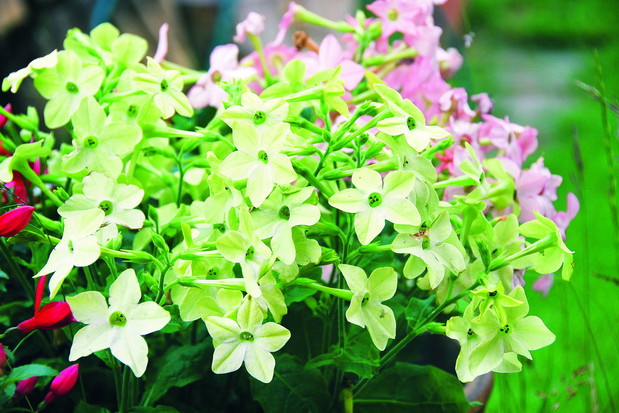 Tytoń sandera to najczęściej uprawiany gatunek tego rodzaju. Najchętniej wykorzystuje się go do ozdoby balkonów i tarasów