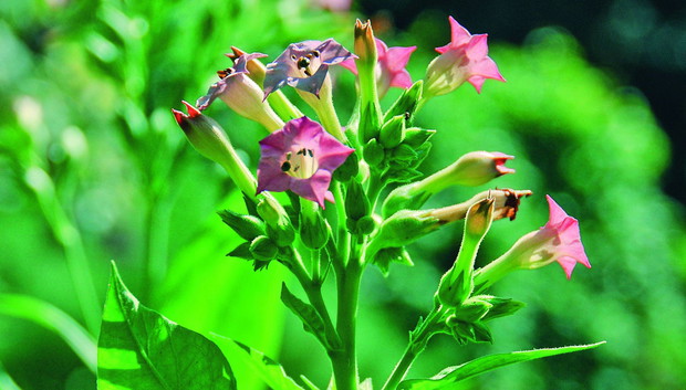 Tytoń szlachetny pochodzi od tytoniu leśnego. Ma podobny pokrój, ale znacznie skromniejsze kwiaty