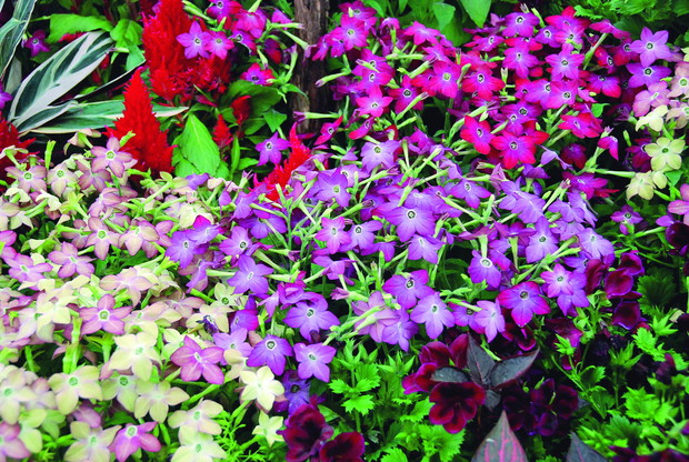 Tytoniom najbardziej odpowiadają stanowiska słoneczne oraz żyzna, próchniczna, o obojętnym odczynie gleba