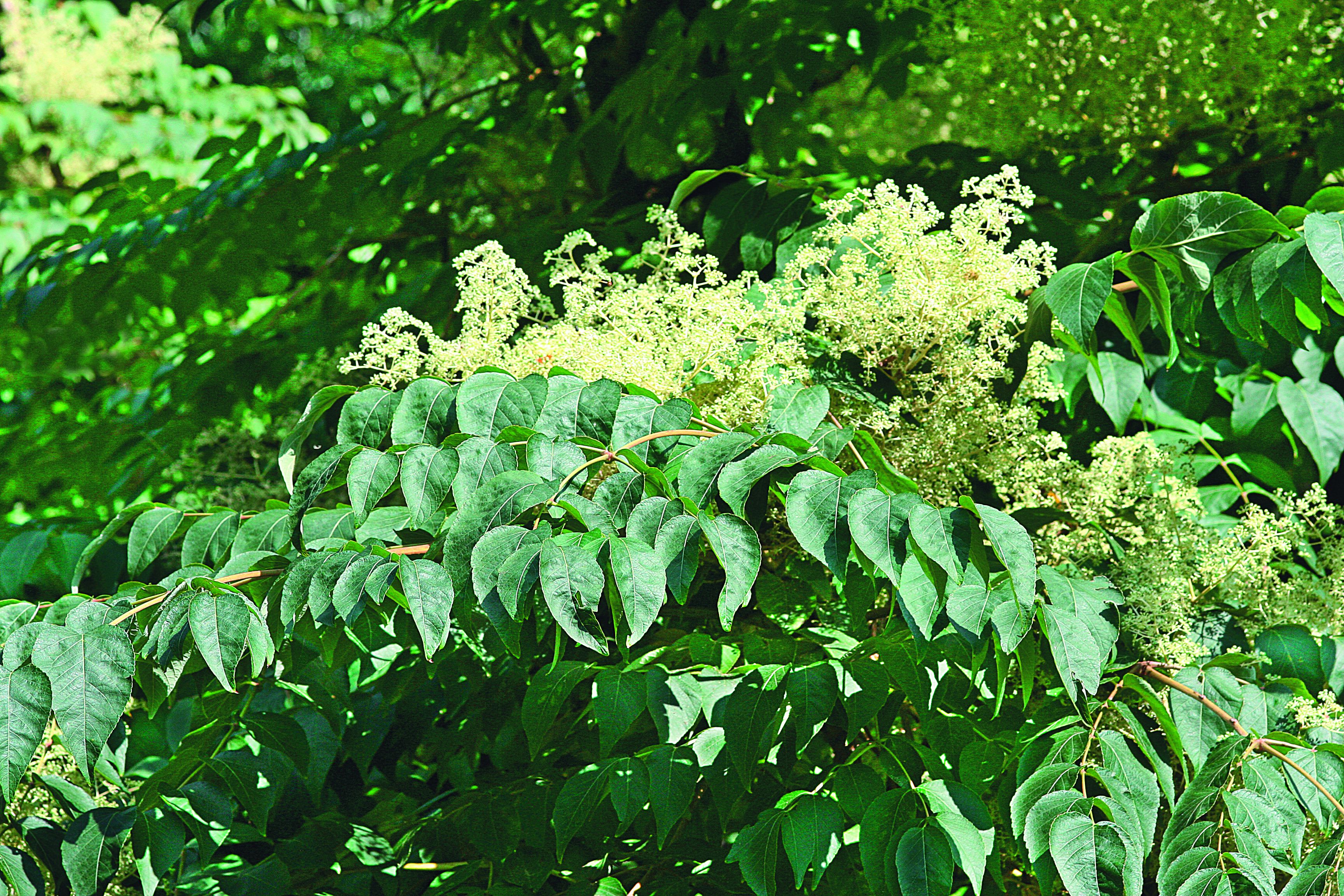 W drugiej połowie lata pojawiają się drobne białe kwiaty zebrane w balda­chogrona
