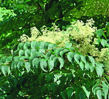 W drugiej połowie lata pojawiają się drobne białe kwiaty zebrane w baldachogrona