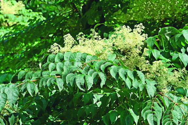 W drugiej połowie lata pojawiają się drobne białe kwiaty zebrane w baldachogrona