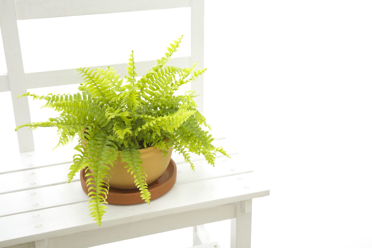 W grudniu zbieramy zarodniki paproci