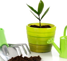 W marcu pamiętajmy o częstym podlewaniu roślin doniczkowych