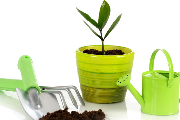 W marcu pamiętajmy o częstym podlewaniu roślin doniczkowych