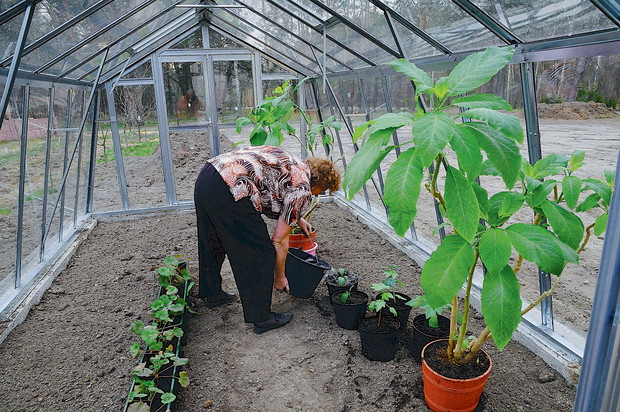 "Warzywa w szklarni regularnie podlewam samodzielnie sporządzoną kiszonką z pokrzyw. To mój tani i bardzo ekologiczny sposób ochrony roślin oraz uzyskania obfitych plonów." - pisze Halina Ryfczyńska