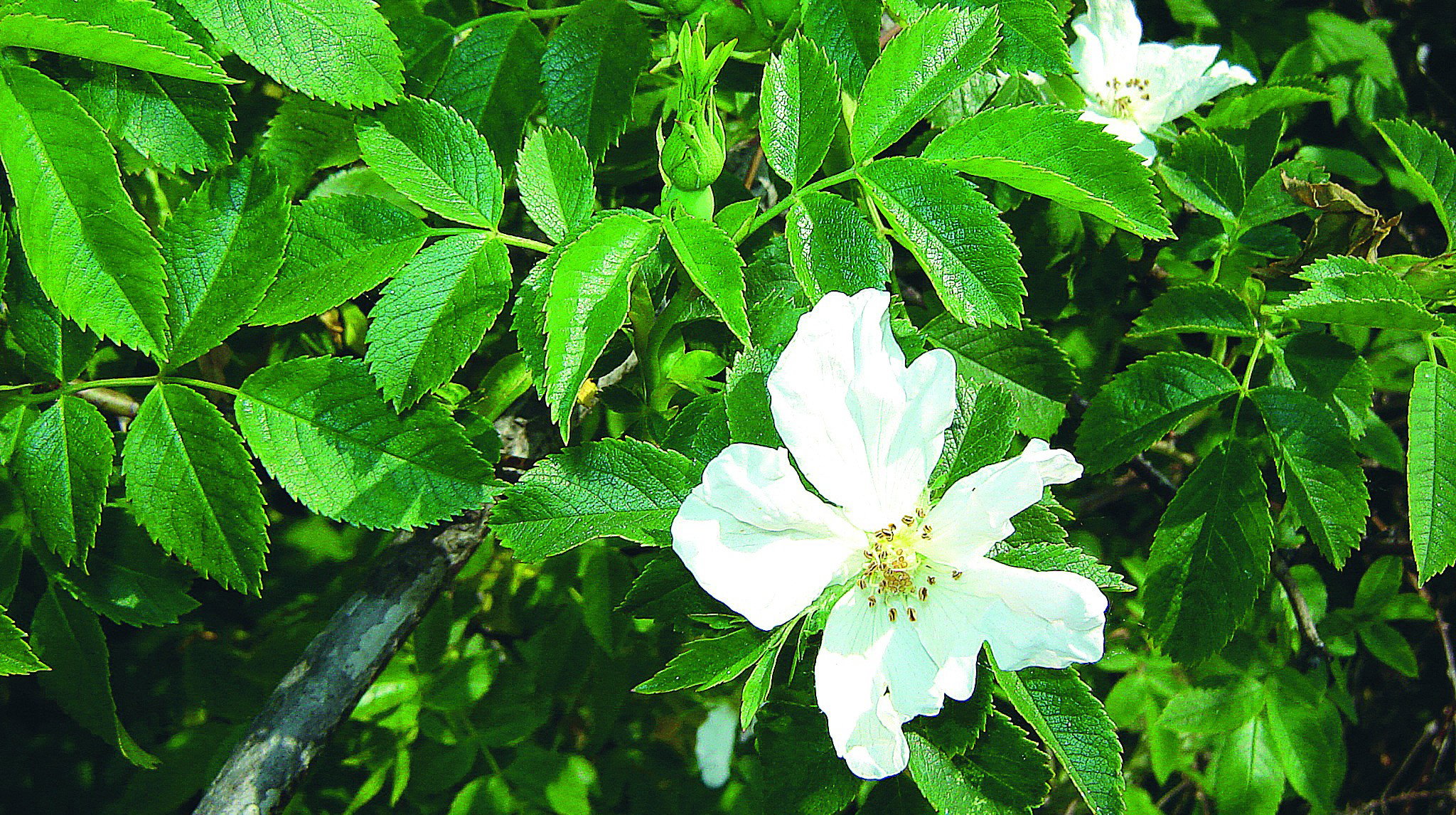 Wczesną wiosną krzew pokrywa się zielonymi liśćmi, a zaraz po nich pojawiają się kwiaty