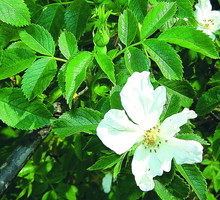 Wczesną wiosną krzew pokrywa się zielonymi liśćmi, a zaraz po nich pojawiają się kwiaty