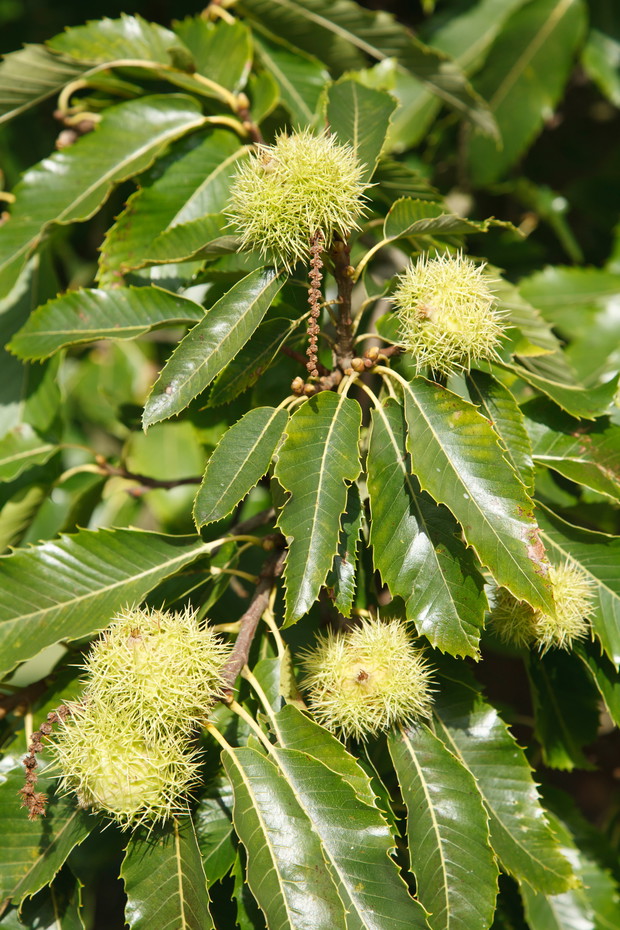 Wiekowe drzewa kasztana możemy podziwiać w starych ogrodach i parkach. 