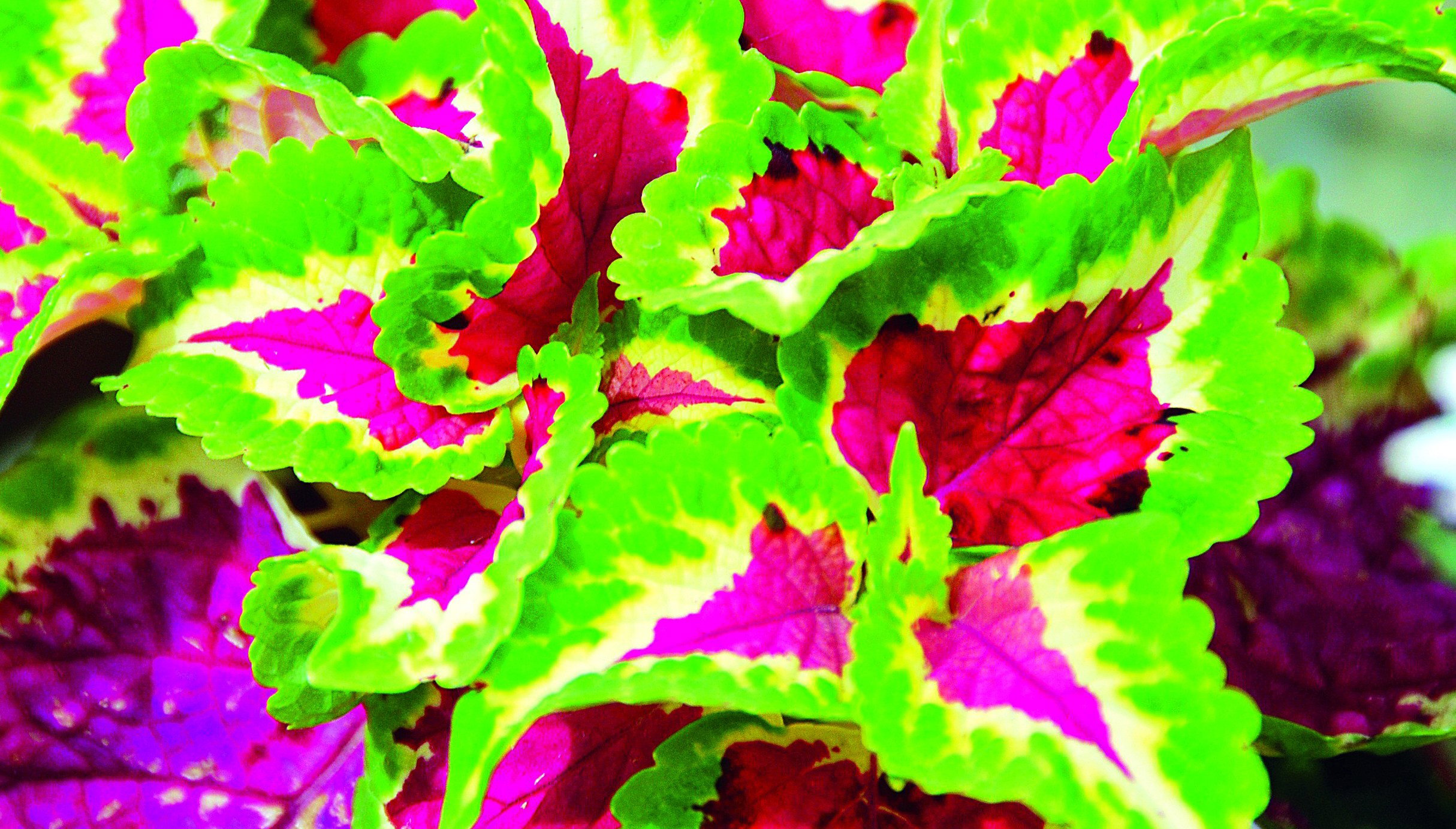 Wielobarwne liście w różnych wzorach i deseniach to wizytówka koleusów