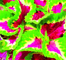 Wielobarwne liście w różnych wzorach i deseniach to wizytówka koleusów