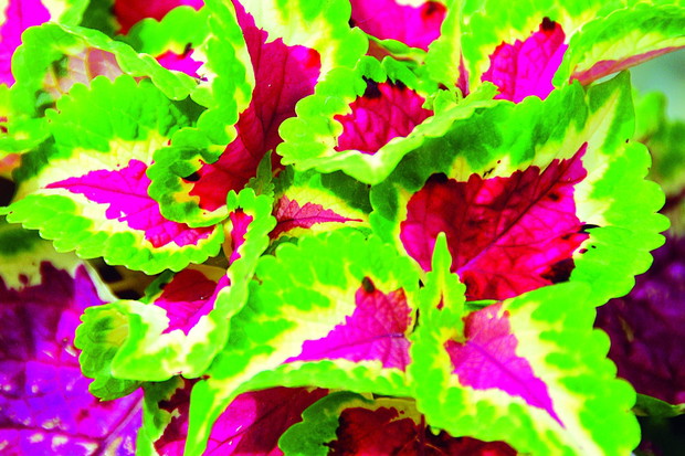 Wielobarwne liście w różnych wzorach i deseniach to wizytówka koleusów