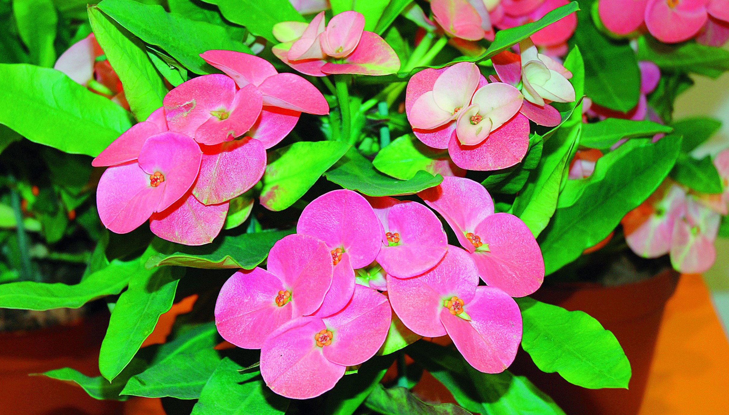 Wilczomlecz okazały nie sprawia żadnych kłopotów w uprawie