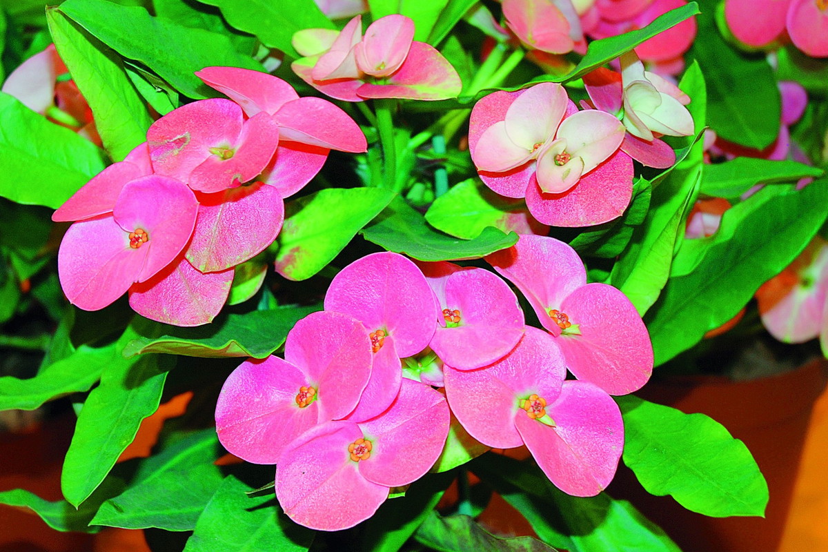 Wilczomlecz okazały nie sprawia żadnych kłopotów w uprawie