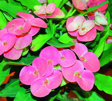 Wilczomlecz okazały nie sprawia żadnych kłopotów w uprawie