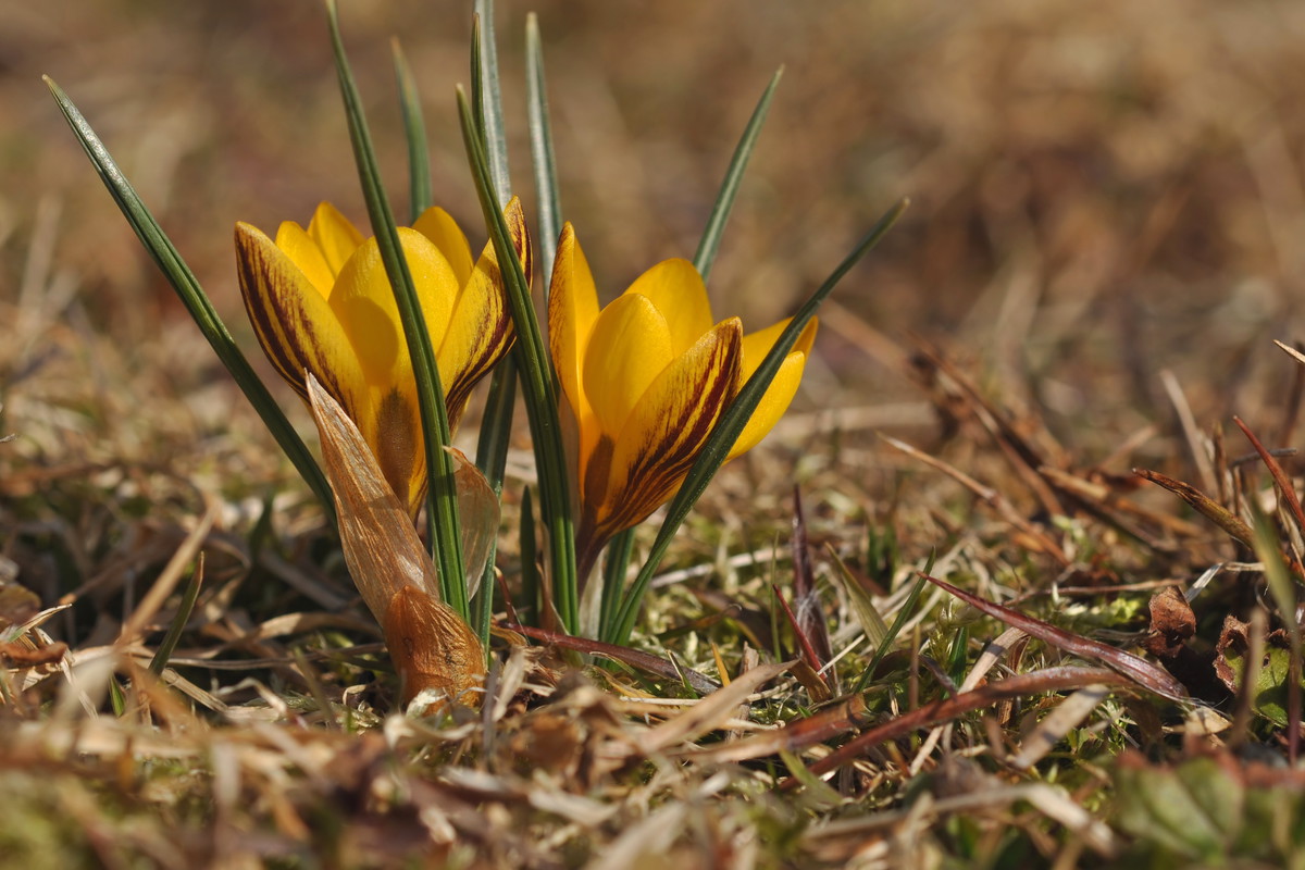 Wiosenne krokusy
