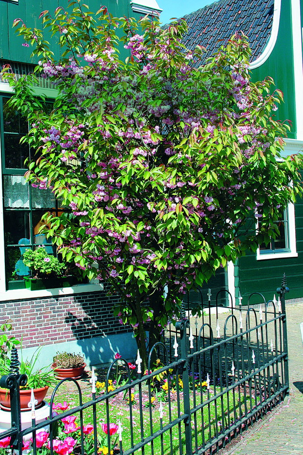 Wiśnia piłkowana ‘Pink perfection’ to duży krzew lub małe drzewko