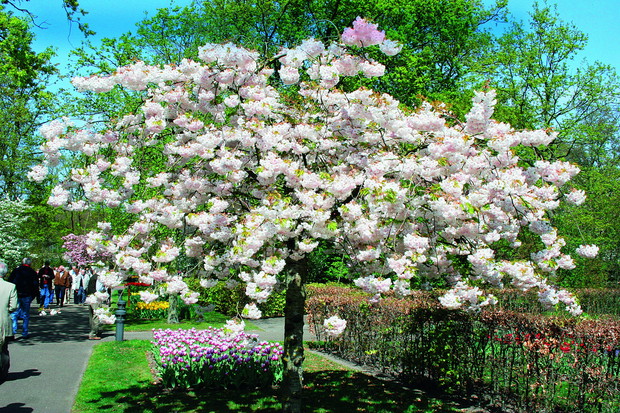 Wiśnia piłkowana w odmianie