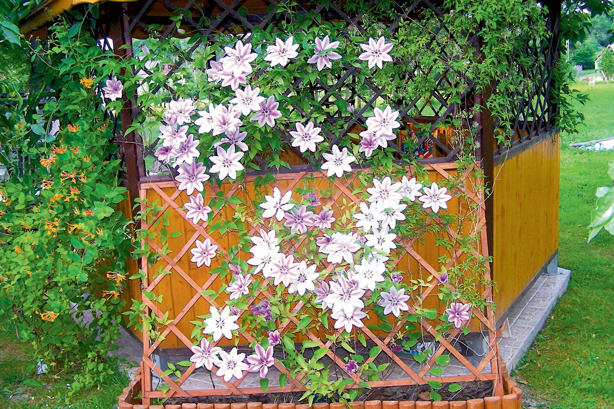 Wśród róż i powojników. Zdjęcie nadesłała Teresa Tyniecka