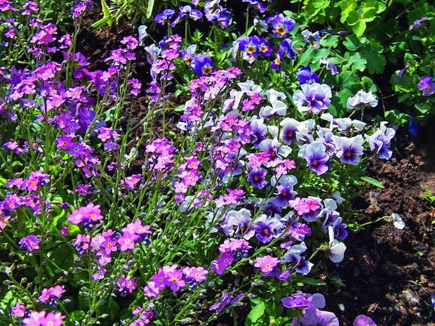 Wyjątkowa - niezapominajka błotna 'Nina Rose' to jedna z odmian o różowych kwiatach