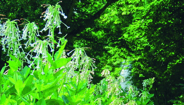 Wyjątkowo okazały tytoń leśny najlepiej eksponować jako roślinę soliterową