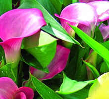 Z kolorowych cantedeskii można tworzyć piękne kompozycje, zestawiając kilka odmian o różnej barwie kwiatostanów