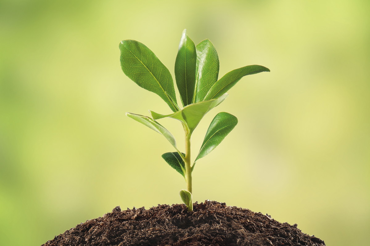 Z końcem marca lub początkiem kwietnia sadzimy drzewa i krzewy