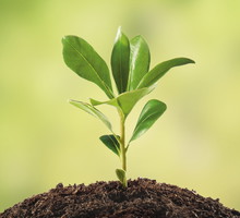 Z końcem marca lub początkiem kwietnia sadzimy drzewa i krzewy