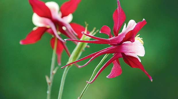 Zadziwiająca budowa kwiatów orlików sprawia, że trudno od nich oderwać wzrok