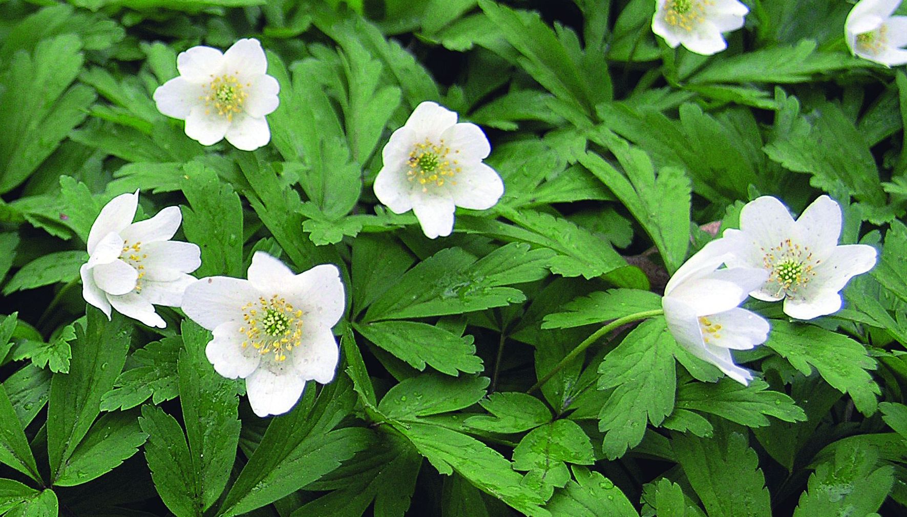 Zawilec gajowy najlepiej rozrasta się w cieniu drzew
