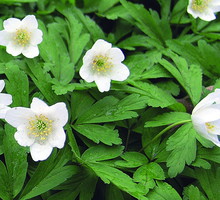 Zawilec gajowy najlepiej rozrasta się w cieniu drzew