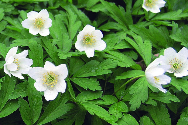 Zawilec gajowy najlepiej rozrasta się w cieniu drzew