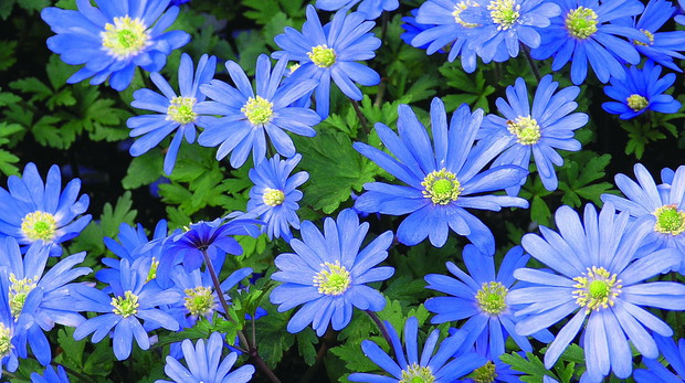 Zawilec powabny najładniej wygląda w większych grupach