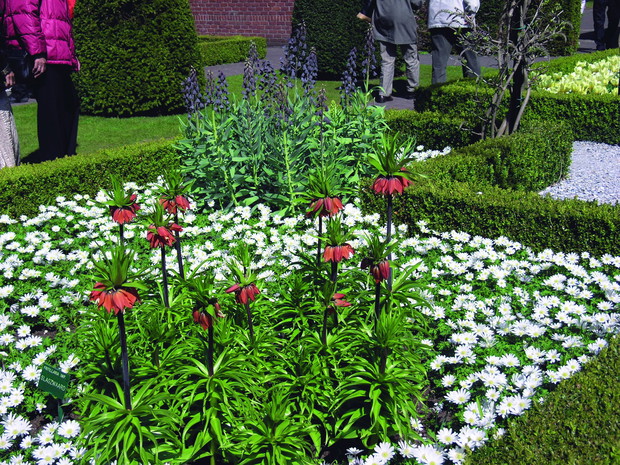 Zawilec powabny w towarzystwie szachownicy cesarskiej