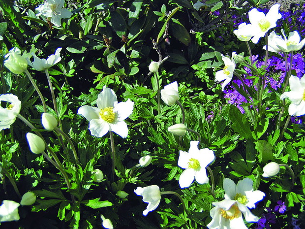 Zawilec wielkokwiatowy ma proste i giętkie łodygi, zakończone jednym kwiatem. Lubi lżejsze, próchniczne gleby