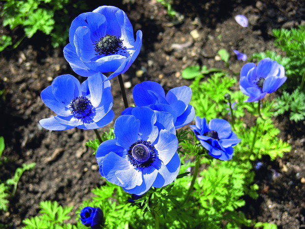 Zawilec wieńcowaty ma duże, intensywnie wybarwione kwiaty