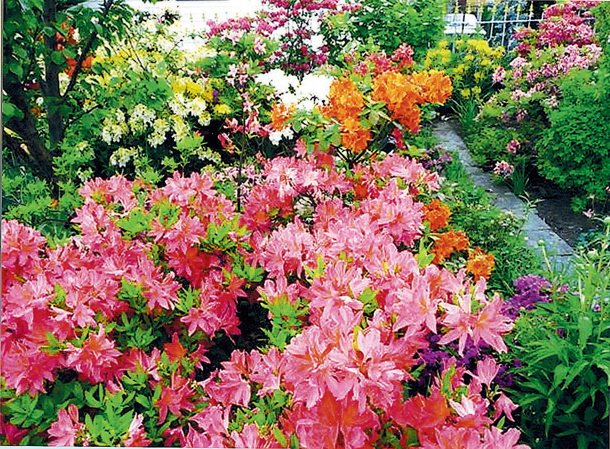 Zdjęcia i plan działki wykonała żona pana Tadeusza, Alina