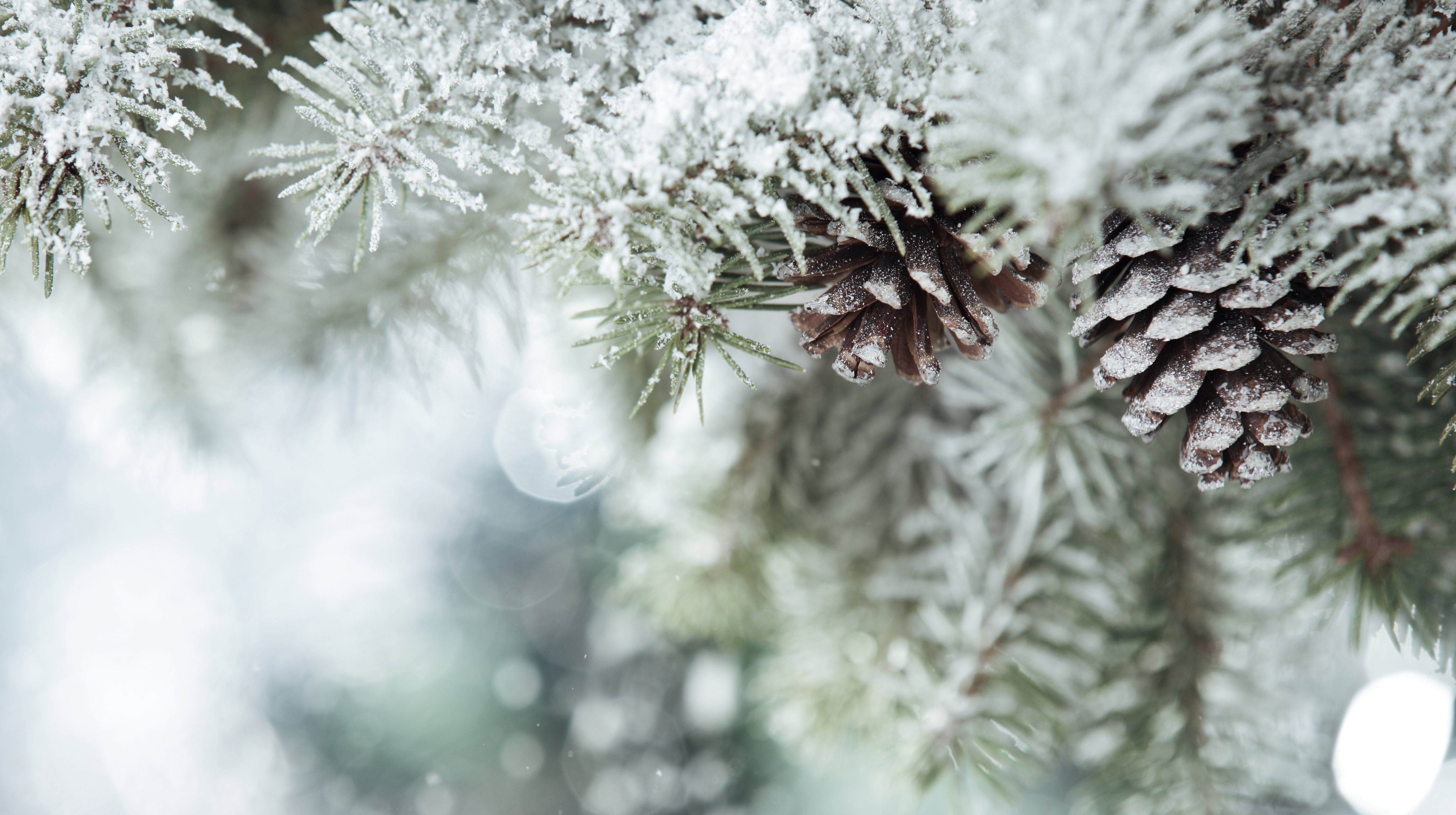 Zimą usuwamy czapy śniegu z drzew i krzewów