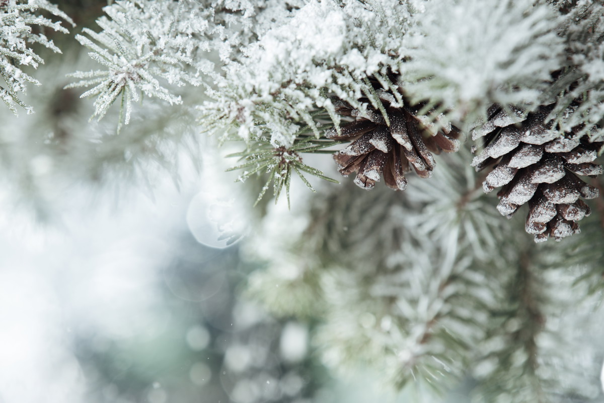 Zimą usuwamy czapy śniegu z drzew i krzewów