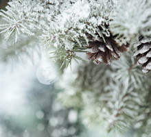 Zimą usuwamy czapy śniegu z drzew i krzewów